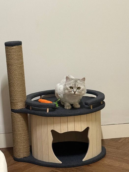 Отдам кот в хорошие руки