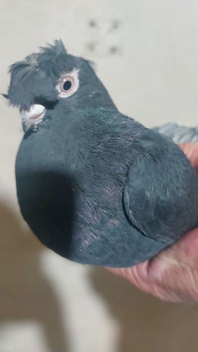 Кептер. Голуби. Красный. Соч.