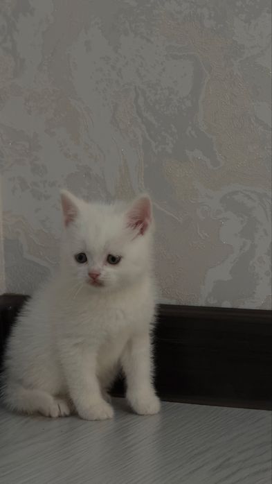 2 та угилча,  ота онаси жуда аклли