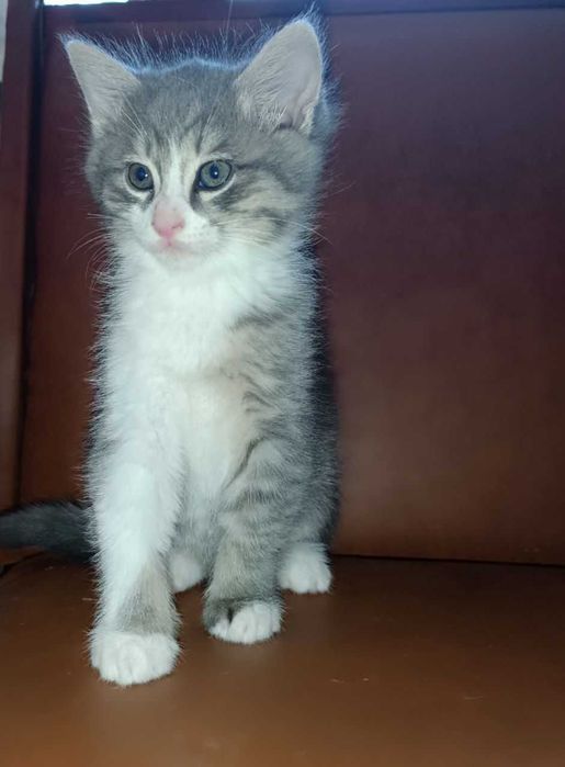 Отдам милых котят! г.Алмалык