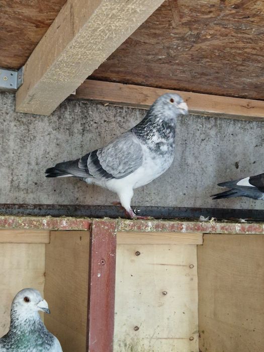 Porumbei voiajori