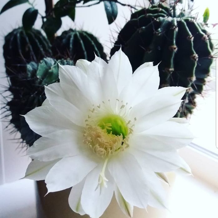 Кактусы  для дома