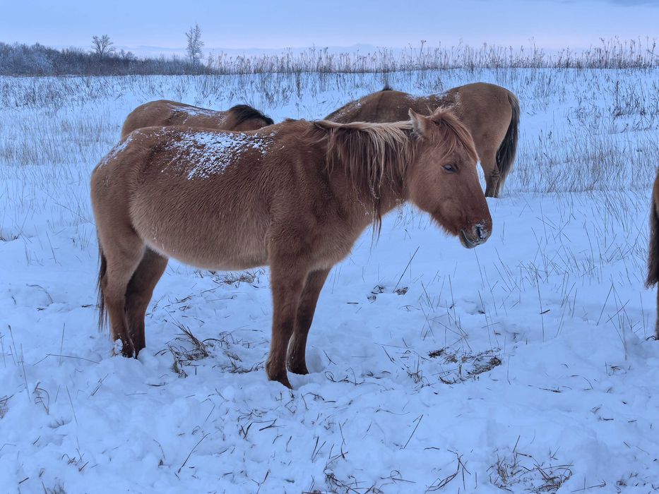 Кобыла мугалжарской породы