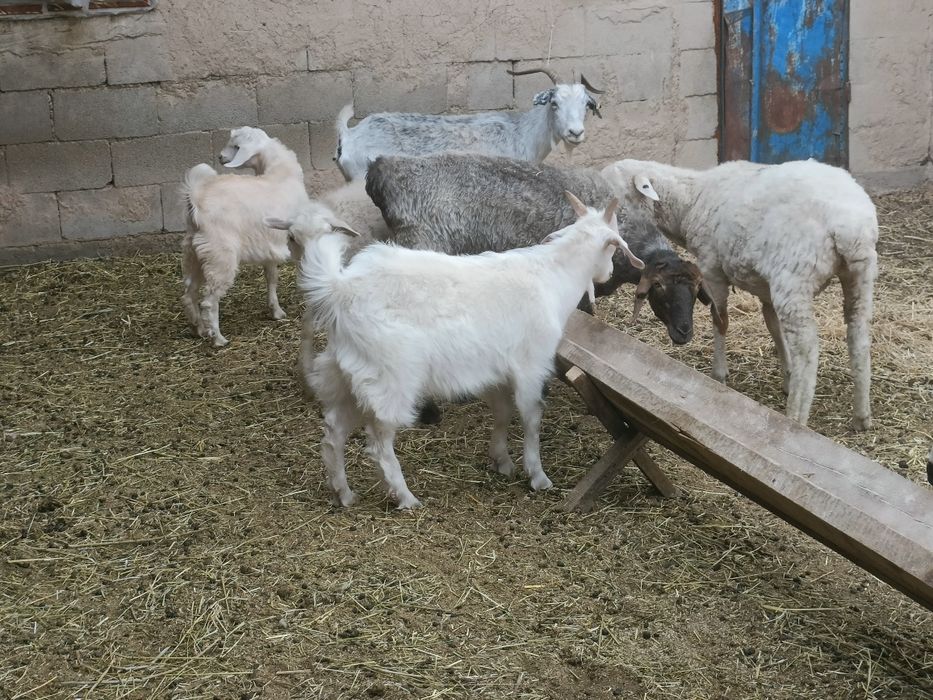 Продам 2 козы и 3 козленка