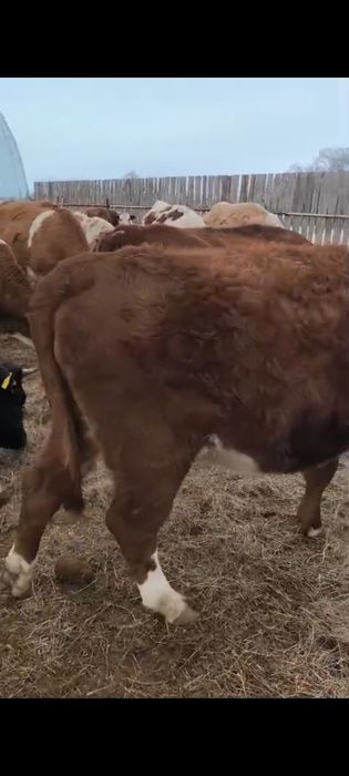 Соғымға сиыр сатылады.