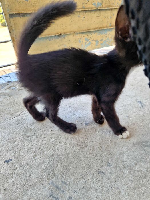 Котенок черно-белый