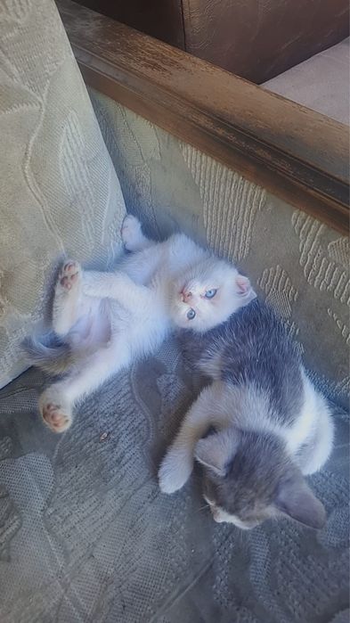 Отдам котят в добрые руки.