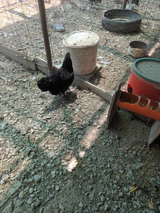 Pereche Ayam Cemeni