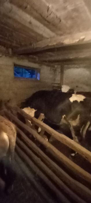 Vând  vițea de prăsilă. VULTUREȘTI  ARGEȘ