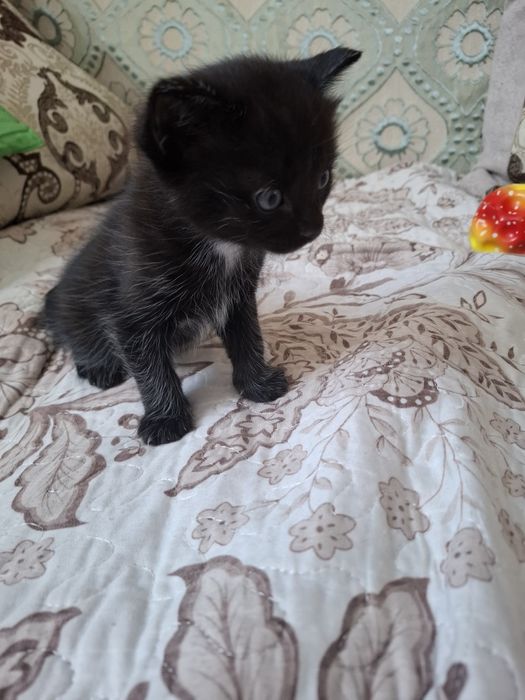 Отдам в добрые руки котика