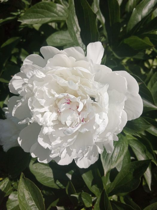 Продам пионы на срезку