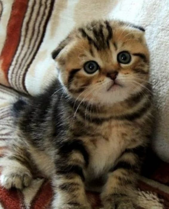 Котята шотландские