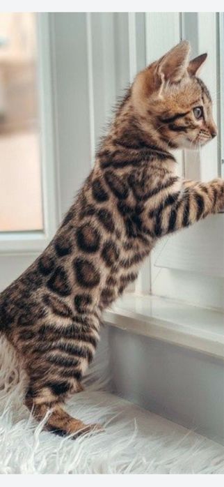 Чистокровные котята Бенгальской породы