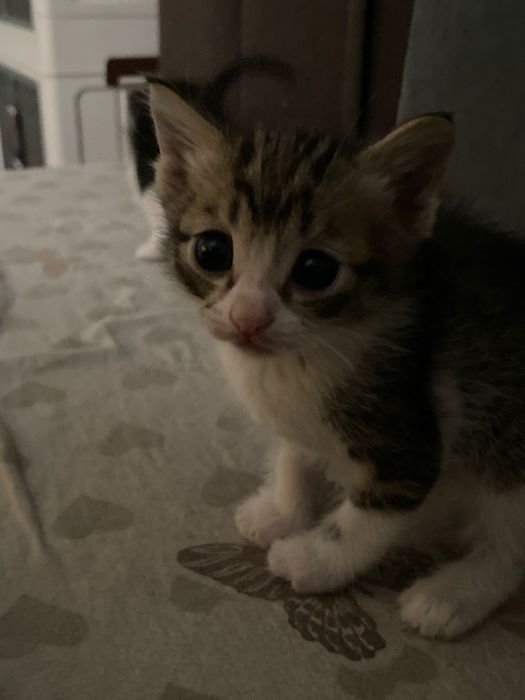 Котята маленькие игривые