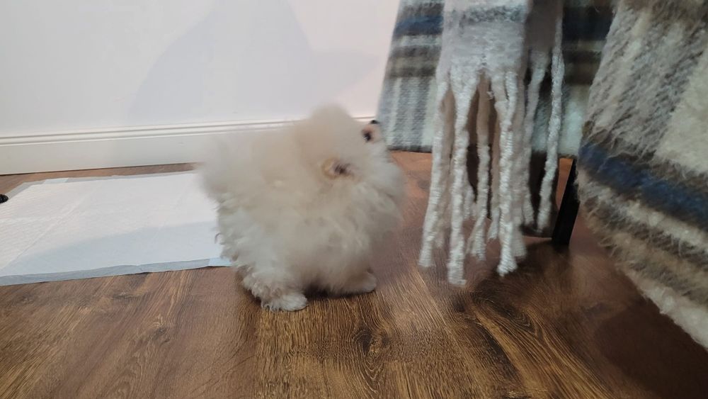 Pomeranian fetiță vis