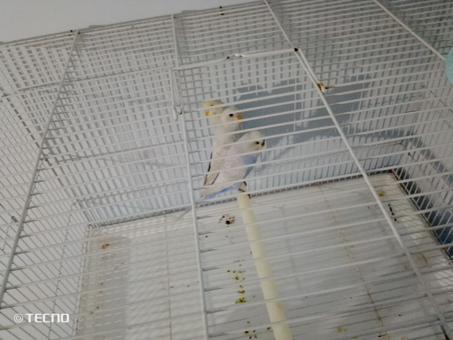 4oylik 2ta ayol 1ta erkak bor