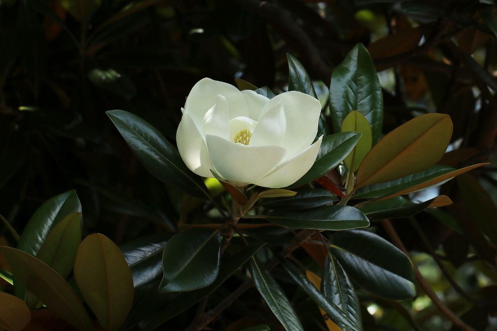 Семена и фиданки Дъб Скоруша Бук Габър Еводия Албиция Пекан Лимон Глог