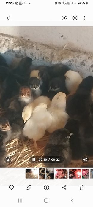 Продоется циплята