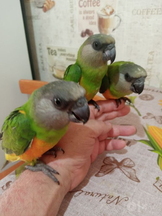 Сенегальские попугаи ручные