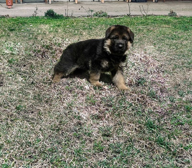 Vând pui Ciobanesc German