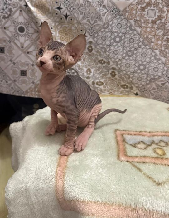 Котята девочки Донской Сфинкс