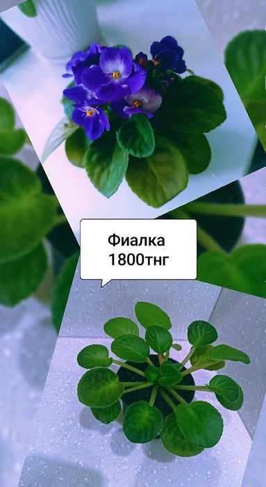 Продам комнатные цветы