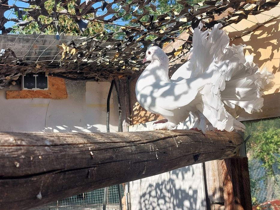 De vânzare, Porumbei  Voltati Indieni 50 roni  buc