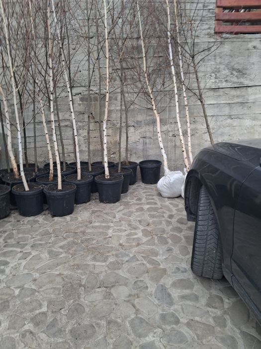 Copaci ornamentali mesteacăn platani