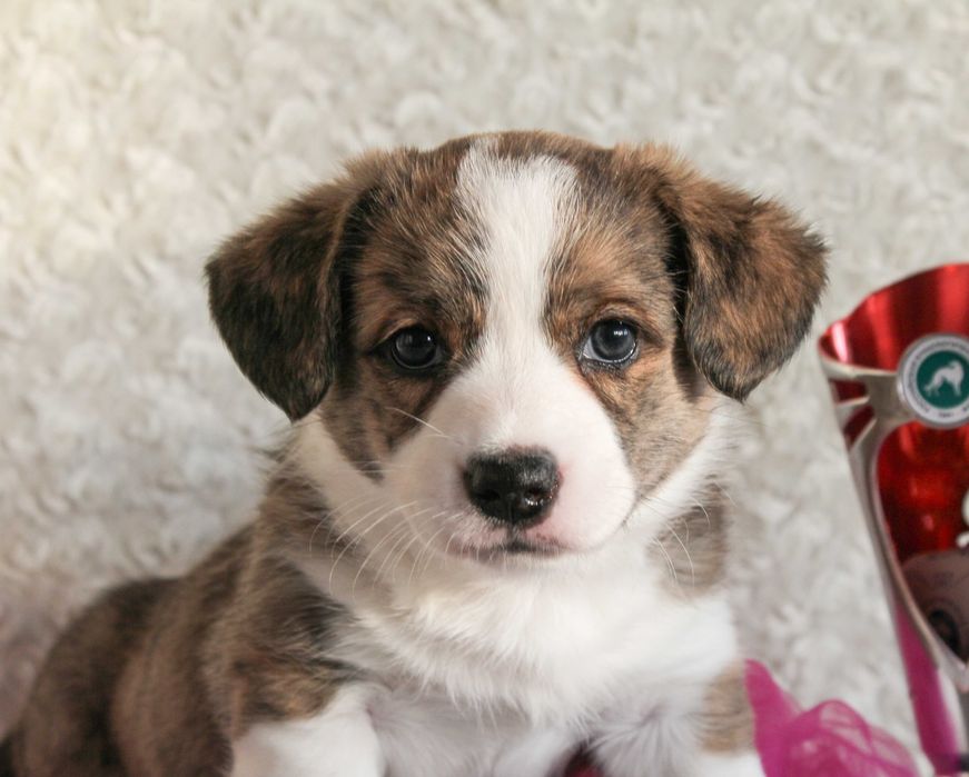 Щенки вельш корги кардиган