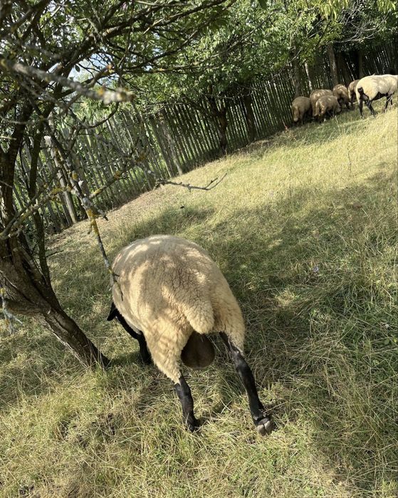 Vând berbecuți Suffolk