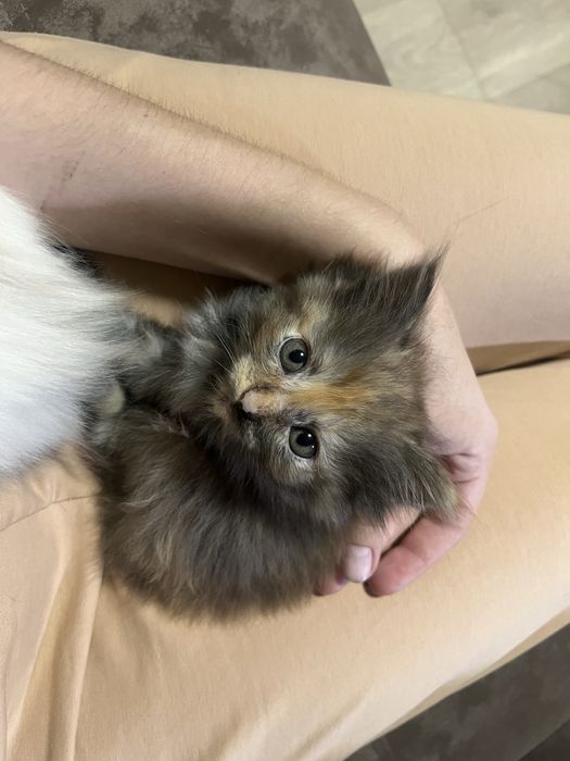 Отдам котят, девочки