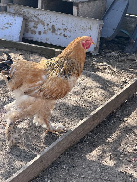 Брама палевая петушки