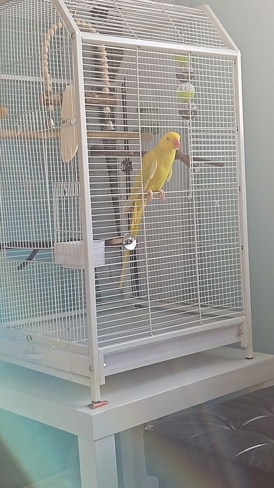 Pui micul alexandru cu colivie mare si accesorii