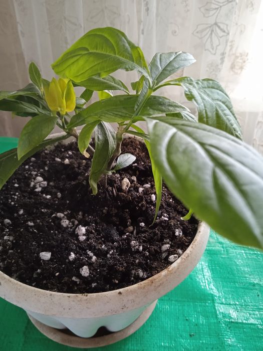 Продам пахистахис