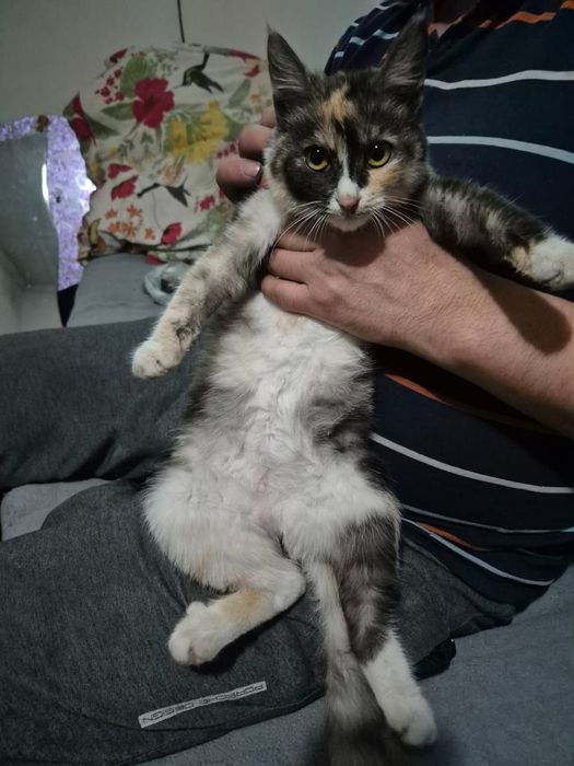 Бесплатно кошелка