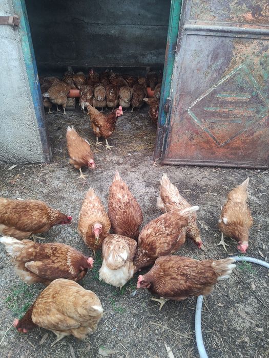 Găini ouătoare și Moravia