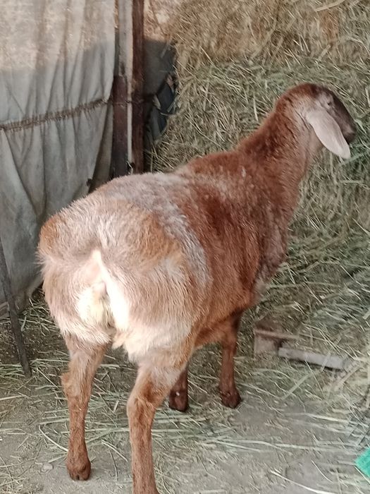 Арашан Ярочка 9 месяцев