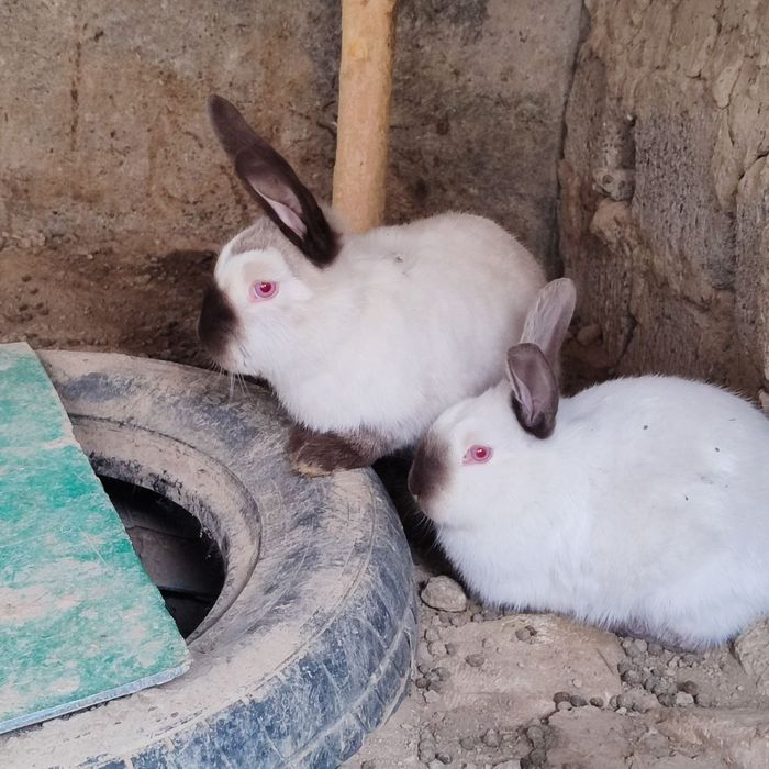 Kalif quyonchalar sotiladi.