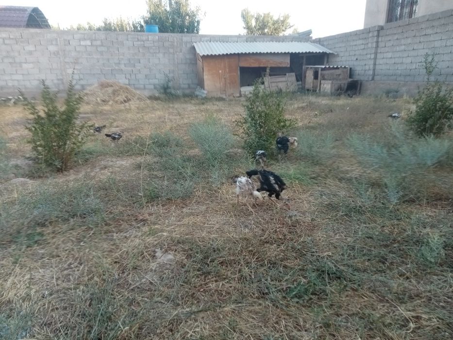 Дакан дакан шөшелер балапандар