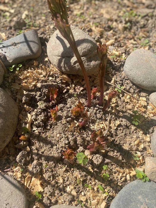 Пион молочноцветковый