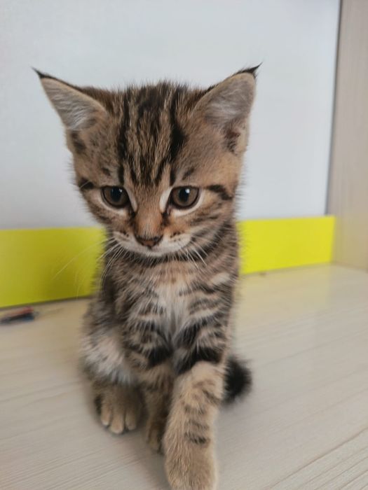 Продам котят, 12000 тг