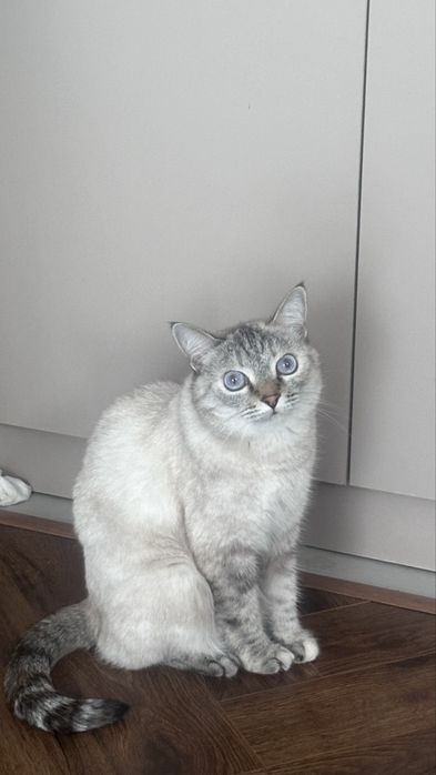 Отдам кошку в добрые руки