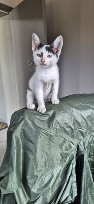 Подарявам котенце