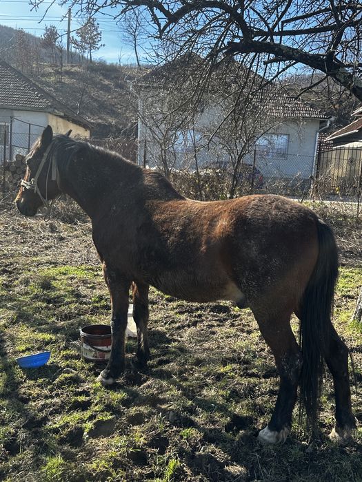 Vând cal cu acte