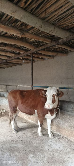 Smental gibrit Bug'oz sigir sotiladi