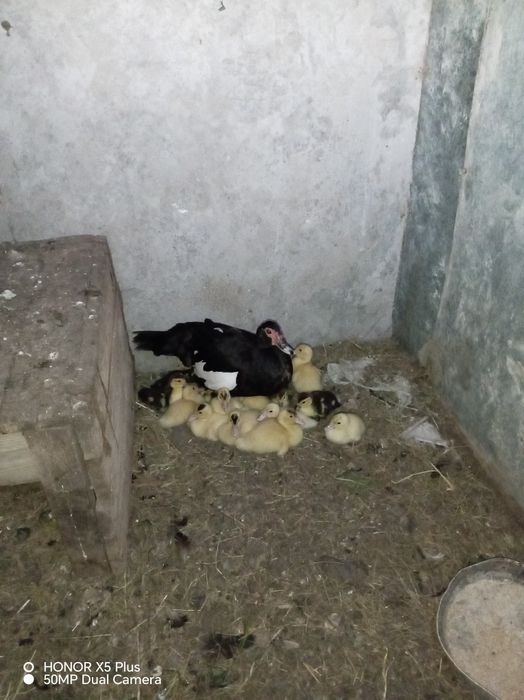 Индаутка тауыктар сатылады
