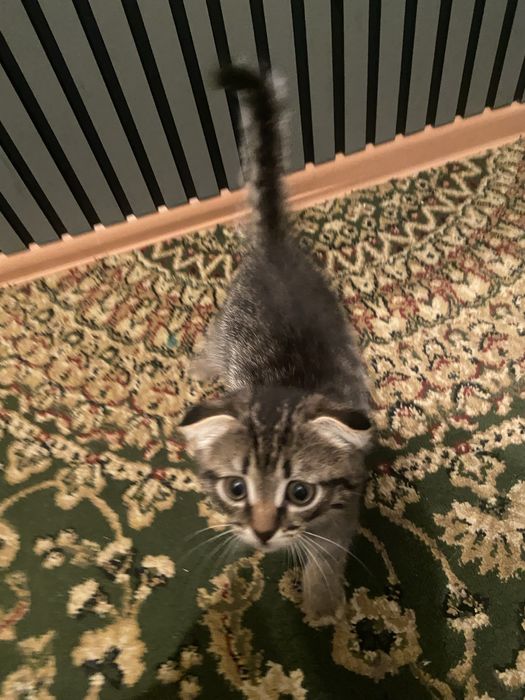 Отдам котенка девочка