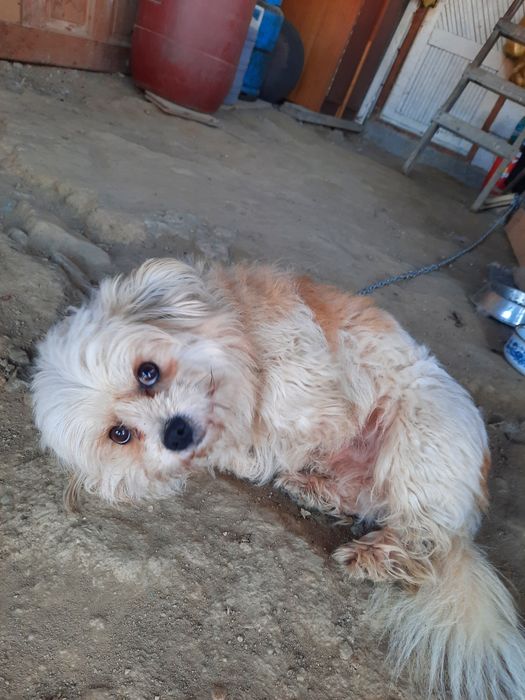 Donez cățel metiș bidon de 1 an jucăuș