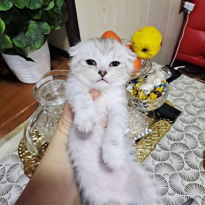 Серебристая шиншилла элит