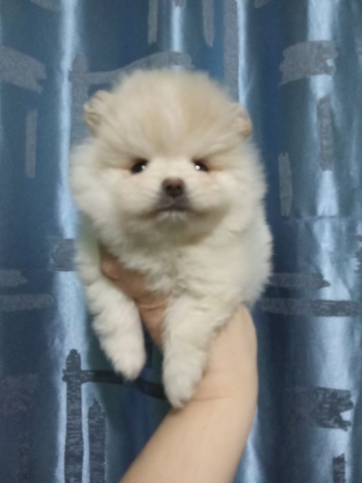 Щенки шпица мини